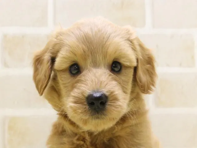 群馬県のハーフ犬・ミックス犬 (ペッツワン伊勢崎店/2025年4月26日生まれ/男の子/レッド)の子犬